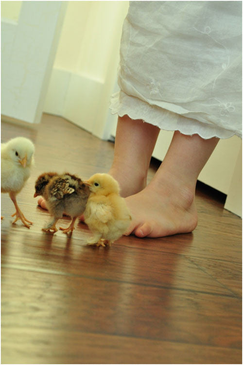 Chicks on the Farm